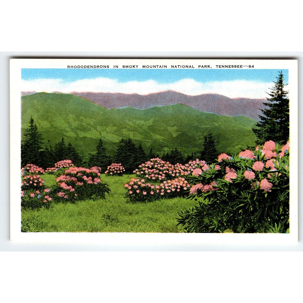 Rhododendrons in Smoky Mountain National Park, Tennessee Vintage Postcard Unused